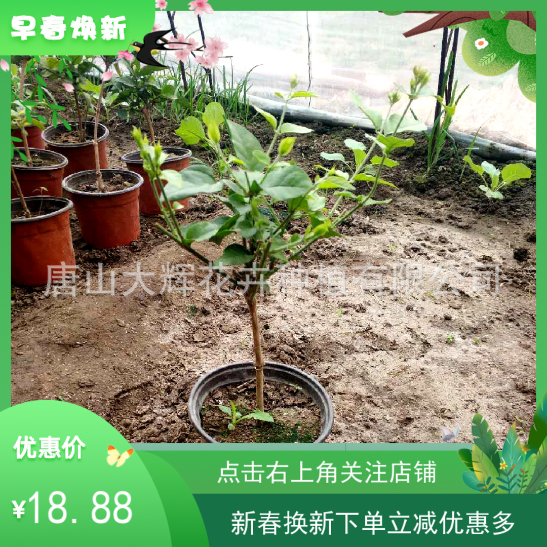 实拍包邮基地直发笔尖茉莉单瓣3-4年苗盆栽阳台绿植芳香独杆精品