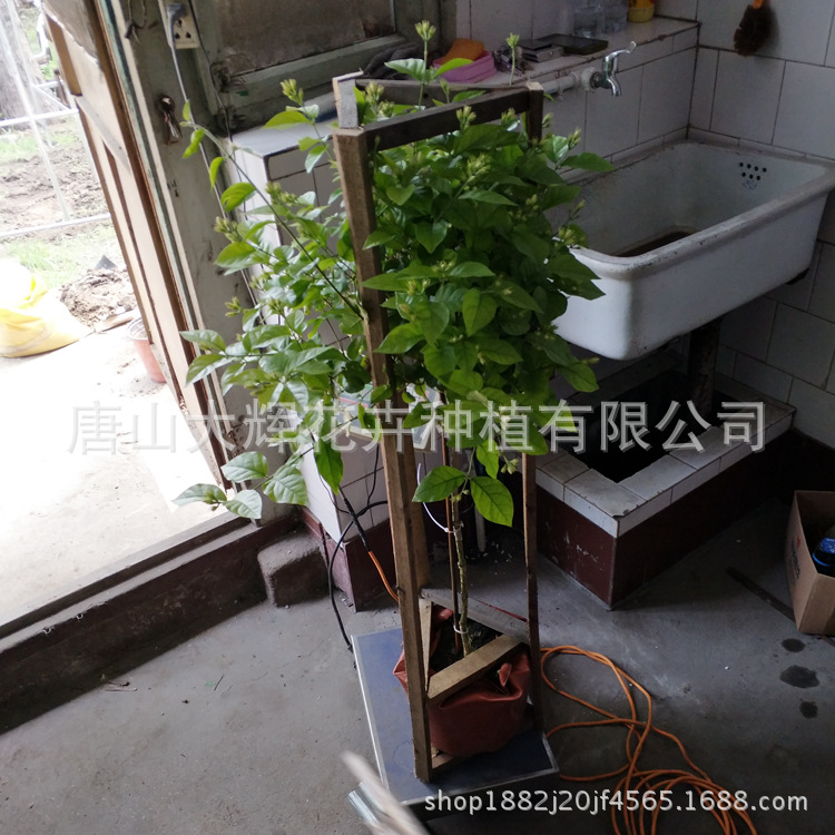 实拍甩卖基地直发茶叶花单瓣笔尖茉莉盆栽5八年大苗原盆原土发货