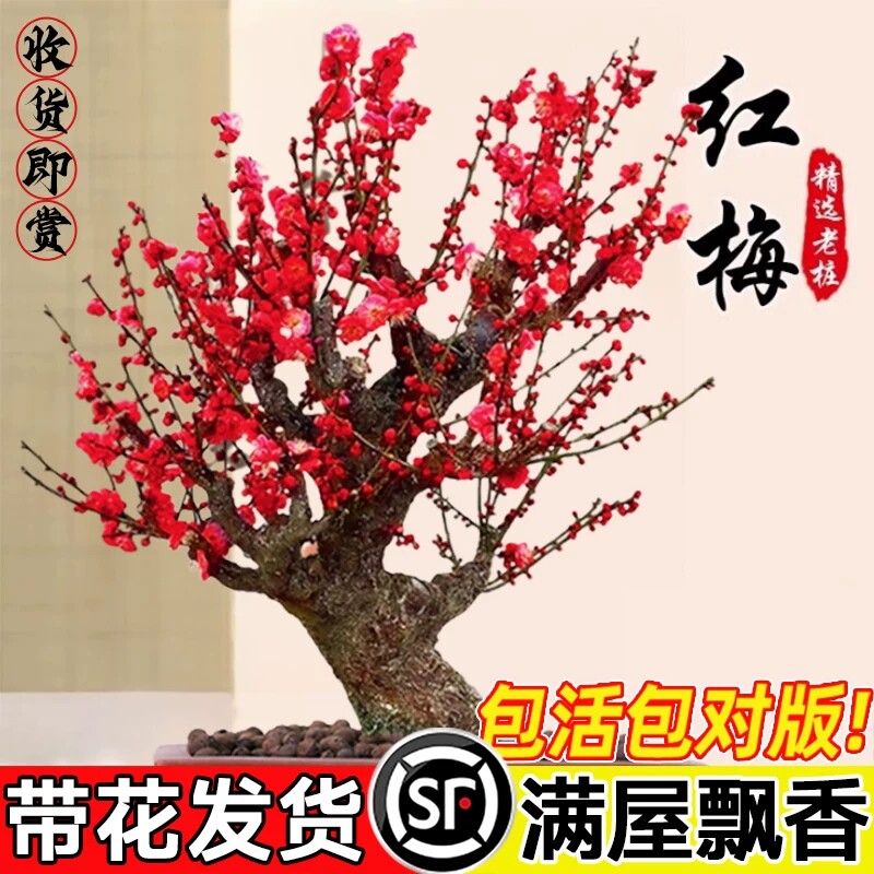 耐寒红梅花树苗地栽庭院浓香型四季花卉植物骨里红梅腊梅绿梅室外