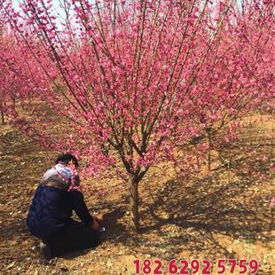 高杆红梅花树苗原生骨里红小苗庭院大型耐寒风景树嫁接盆栽绿梅苗