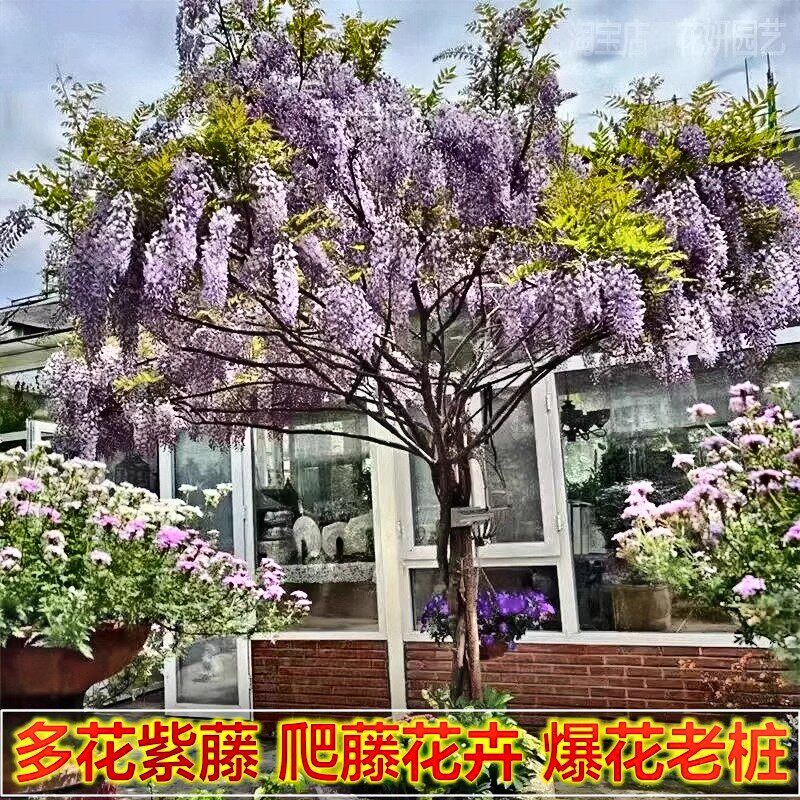 紫藤树苗别墅庭院花卉紫藤花老桩爬藤植物风景树门前大树开花盆栽