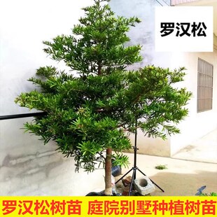 罗汉松树苗四季常青大树户外别墅庭院地栽盆栽耐寒绿植物大型造型