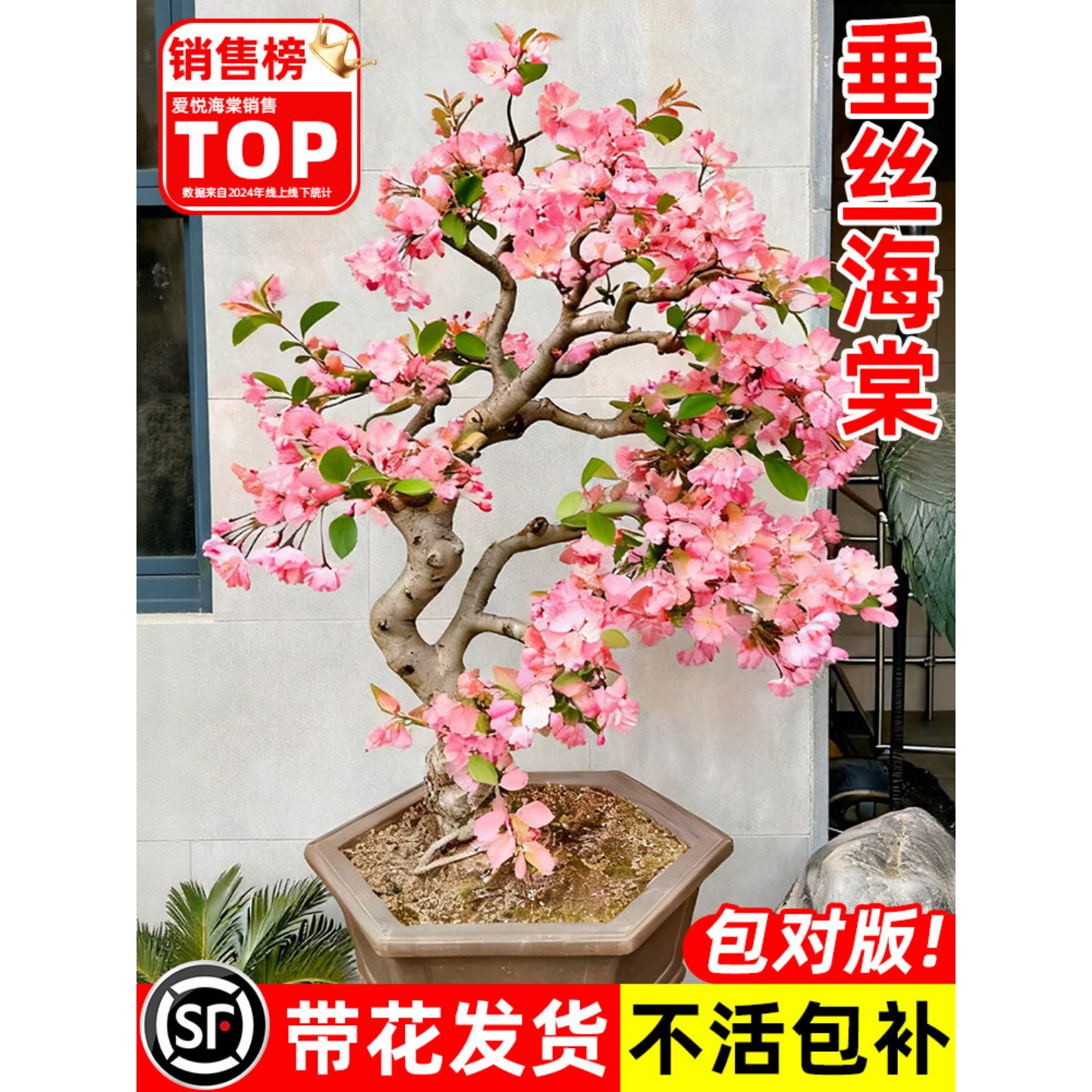 垂丝海棠花盆栽树苗长寿冠盆景老桩绿植庭院植物室内花卉四季好养