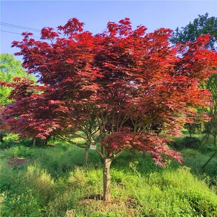 中国红枫树苗盆栽红舞姬小苗日本三季红枫庭院大型彩叶耐寒风景树