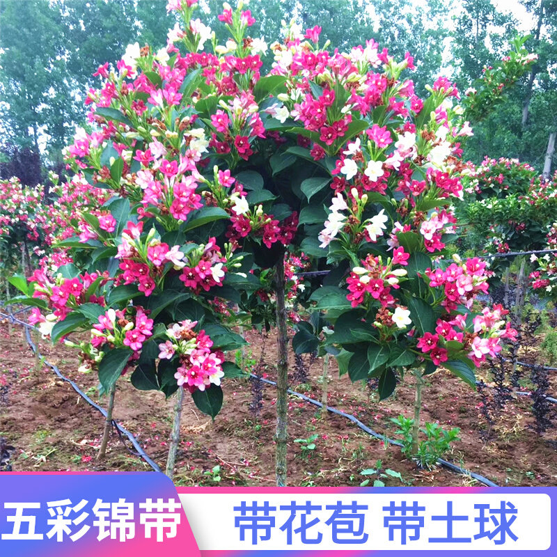 高杆五彩锦带树苗盆栽锦带小苗庭院大型耐寒风景树五彩锦带花树苗