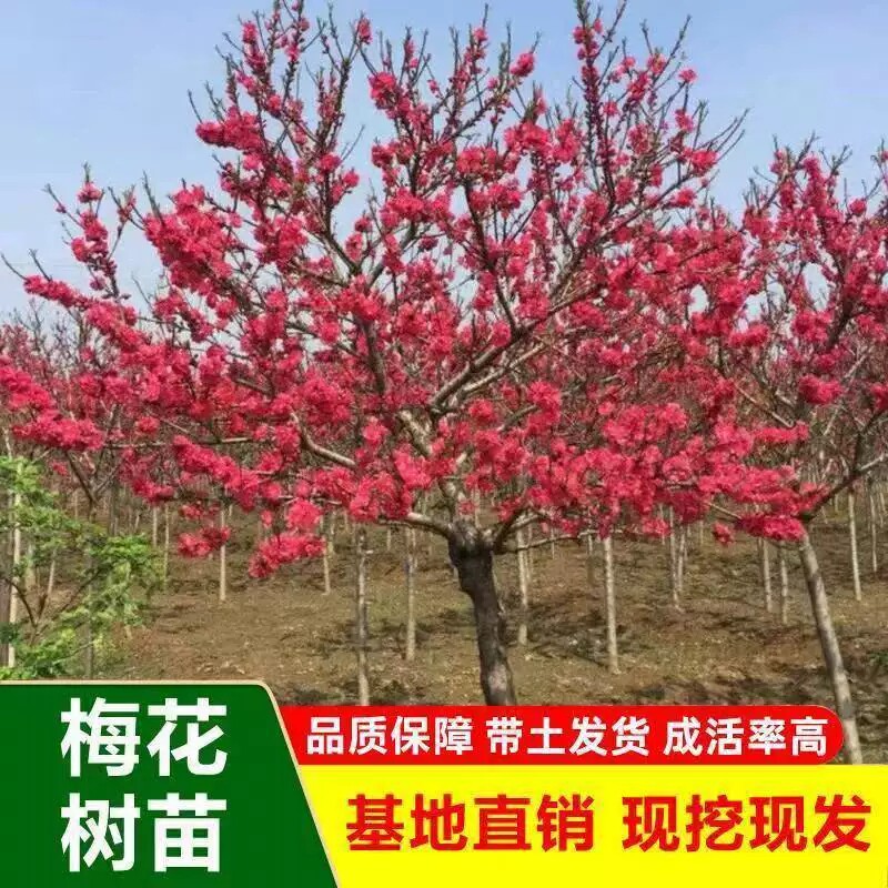 高杆大红梅花树苗庭院别墅耐寒冬季开花卉植物浓香盆栽红梅花苗树