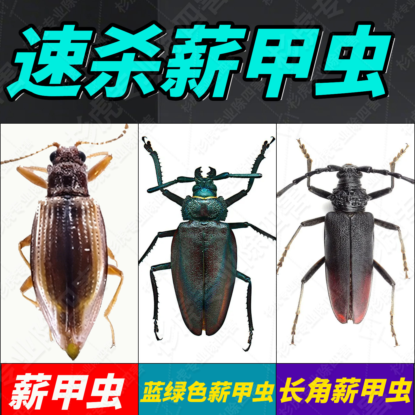 薪甲虫杀虫剂潮湿虫药家用非无毒长角蓝绿红黑甲虫烟草床上室内xf