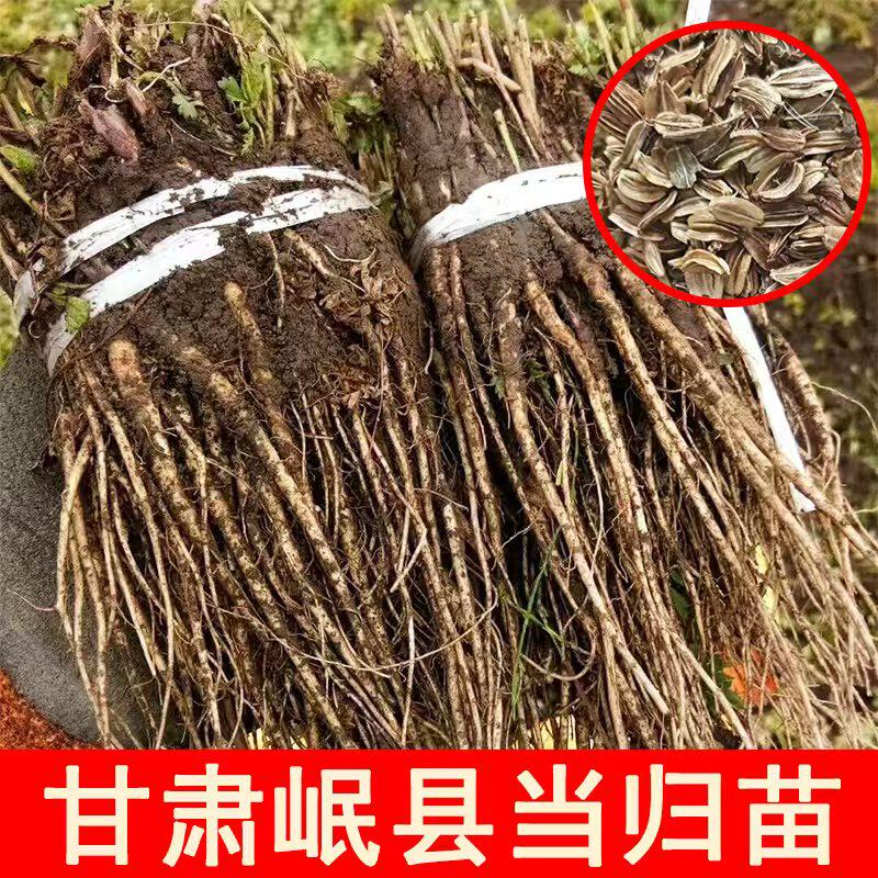 甘肃岷县当归苗可种植黄芪籽子党参籽子种植种苗可盆栽新鲜活苗