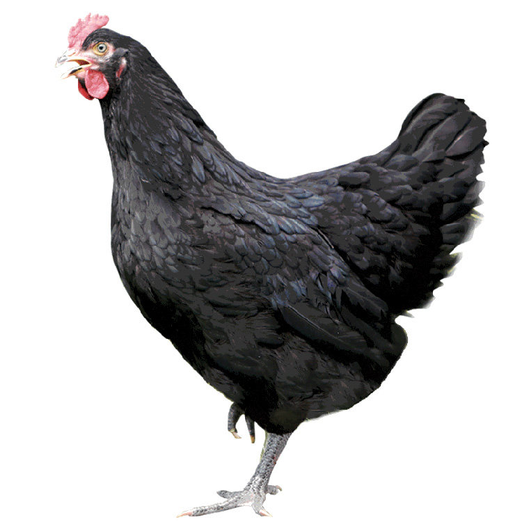 4公斤正宗狼山鸡老母鸡整鸡顺丰包邮