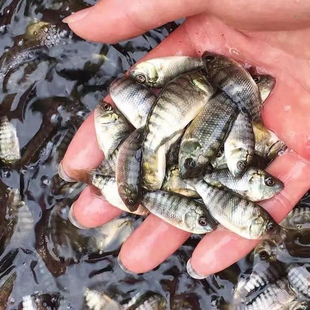 罗非鱼苗新吉富雄性罗非鱼苗活鱼苗食用特大脆肉罗非鱼苗淡水养殖