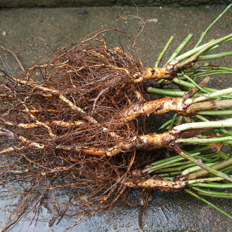 日本白花实生无刺蔷薇人参根嫁接棒棒糖月季砧木实生根杆子提根苗 蔷小薇园艺 淘优券