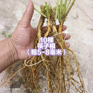 蔷小薇白花无刺蔷薇实生根筷子根嫁接月季玫瑰砧木苗盆栽阳台种植