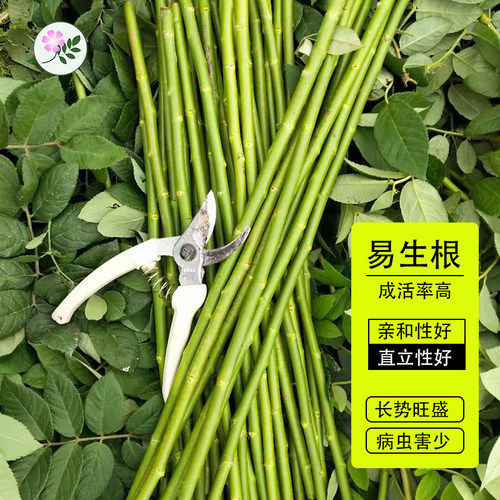 蔷小薇无刺蔷薇杆子嫁接棒棒糖