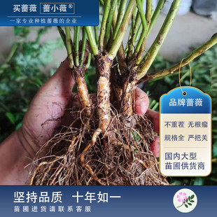 日本白花实生无刺蔷薇人参根嫁接棒棒糖月季砧木实生根杆子提根苗