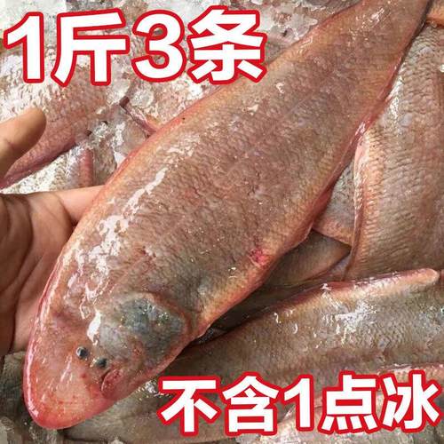 纯野真龙利鱼舌鱼速冻