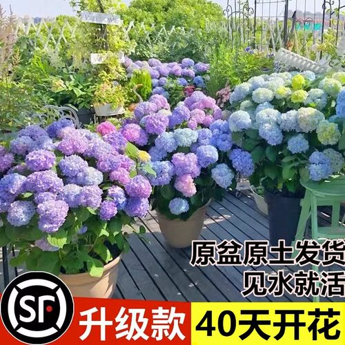 无尽夏绣球花苗盆栽四季开花