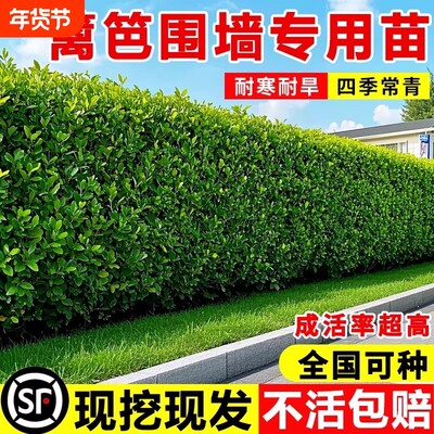 北海道黄杨冬青耐寒常绿绿篱