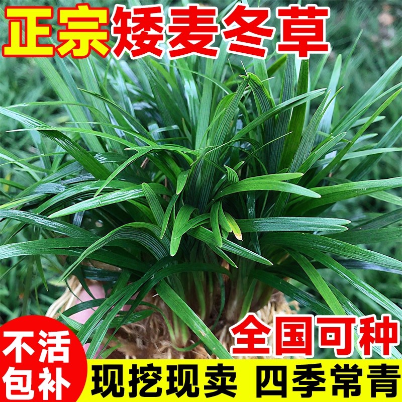 矮麦冬草皮耐寒耐旱庭院绿化图片