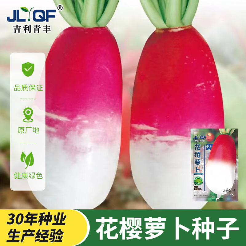花樱水萝卜种籽春秋四季播阳台花皮甜脆水果萝卜红白皮蔬菜种孑子