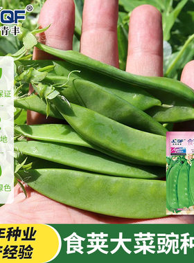 食荚大菜豌豆种子荷兰豆豌豆角种籽甜脆碗豆四川秋冬季田园蔬菜孑