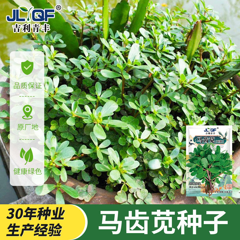 食用马齿苋种子种籽马芷苋籽种盆栽马苋菜蔬菜孑苋菜秋季青菜菜籽,农用物资,蔬菜种子/种苗,淘宝优惠券,粉丝福利购,淘宝优惠卷