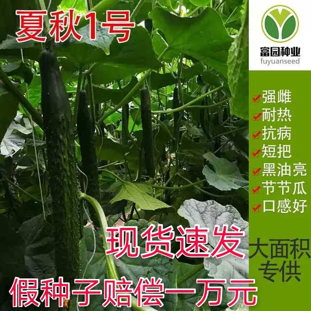 高产黄瓜种籽绿心夏秋强雌进口密刺油亮耐热四季蔬菜长大青瓜种子