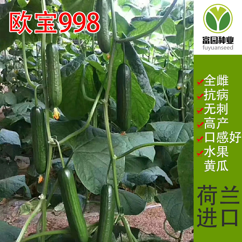 水果黄瓜种子黑绿油亮无刺产量高图片