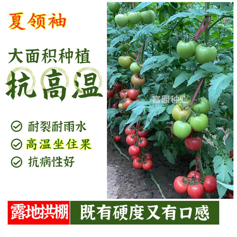 耐热西红柿种子沙瓤夏季大型果抗病四季早熟蔬菜耐裂进口番茄种籽