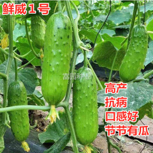 旱黄瓜种子籽水果全雌大刺荷兰进口高产抗病节节瓜脆甜秋乳瓜种孑