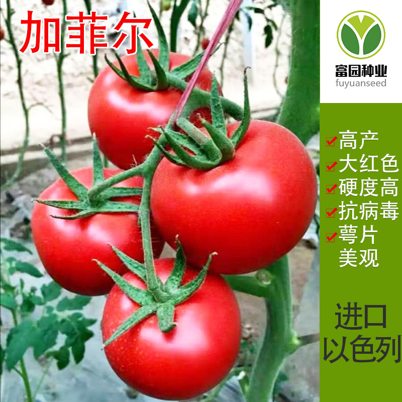 大红果西红柿种子进口石头果高产