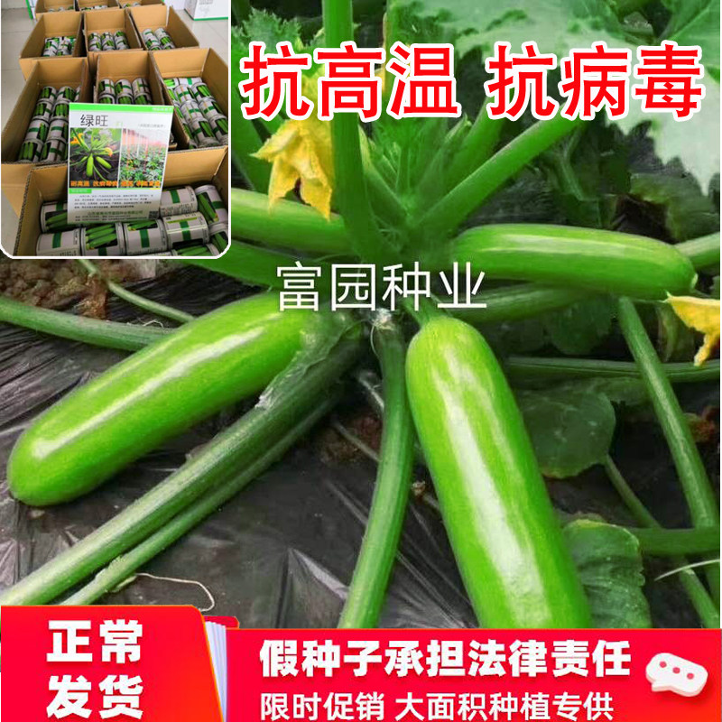 西葫芦种子高产绿皮油亮瓜种孑早春耐热进口正品陆地蔬菜角瓜种籽