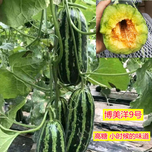 博美洋9号甜瓜种子超甜高糖四季