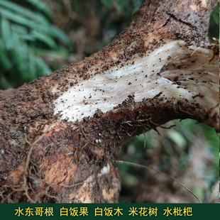野生水东哥根中药材新鲜水枇杷根饭水冬瓜根白饭木白饭树新鲜草药