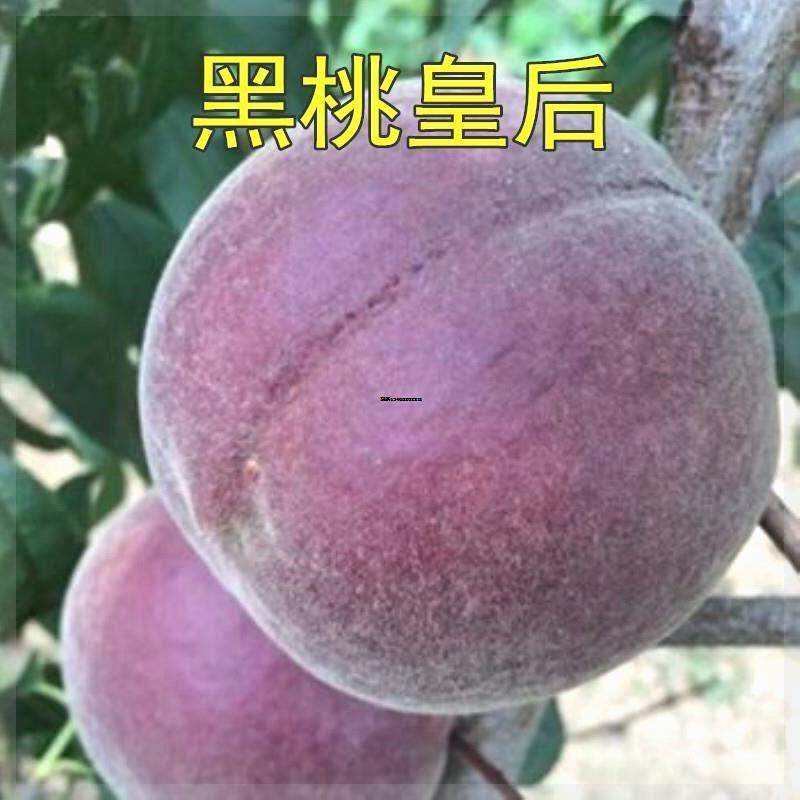 桃树新品种中华黑桃王桃树苗黑桃皇后树苗嫁接当年结果南北方种植