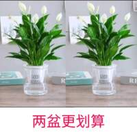Smooth sailing flowers, green plants, white palms, hydroponic potted plants, pothos plants, indoor flowers are easy to grow, and the money tree can absorb formaldehyde thumbnail 5