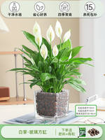Smooth sailing flowers, green plants, white palms, hydroponic potted plants, pothos plants, indoor flowers are easy to grow, and the money tree can absorb formaldehyde thumbnail 7