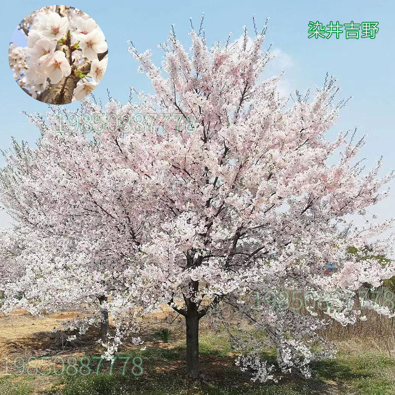 树苗苗日本嫁接苗早樱晚樱盆栽庭