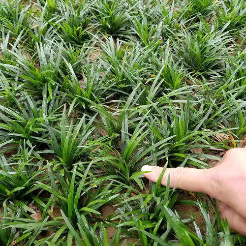 玉龙草日本矮麦冬苗净草无土草坪真草四季青别墅花园耐寒长不高
