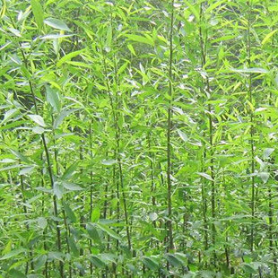 竹柳树苗柳树小苗树苗速生竹柳竹直柳柳扦插条苗垂柳树苗
