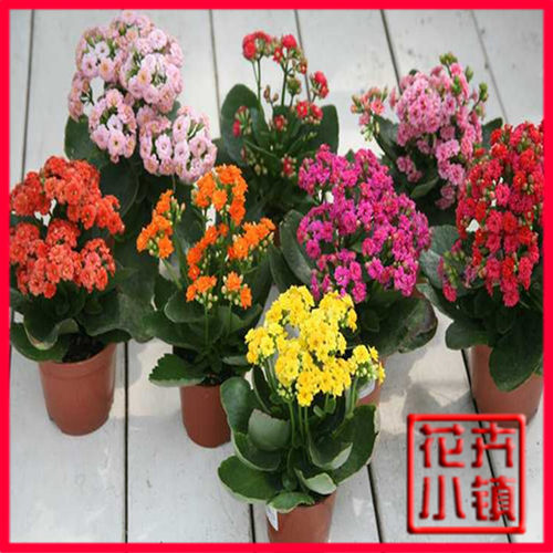 长寿花带花苞盆栽重瓣花当年开花大花苗植物室内阳台花卉好养的花