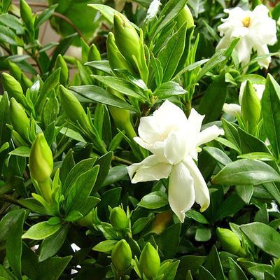 绿植花苗雀舌培育盆栽