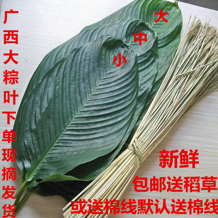 新鲜现摘广西大粽叶冬叶粽子叶裹蒸粽顺丰包邮送棉线非竹叶箬叶