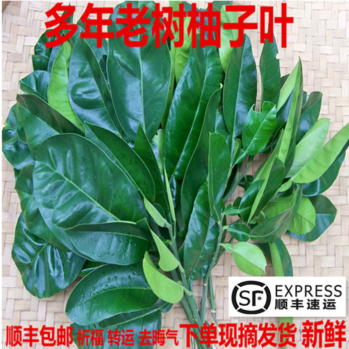 新鲜带枝柚子叶祈福沐浴乔迁垫青柚子
