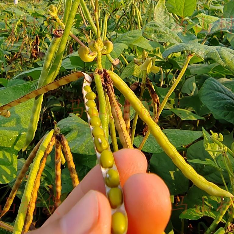 广西马山农家小绿豆当季新豆可种绿豆