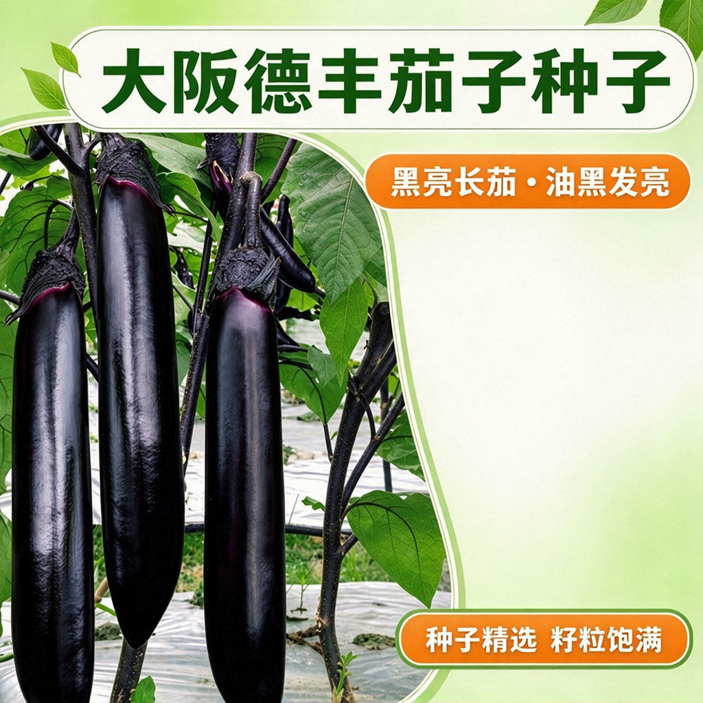 长茄种子紫茄种籽大果四季播种蔬菜种子大全阳台庭院易种茄子籽