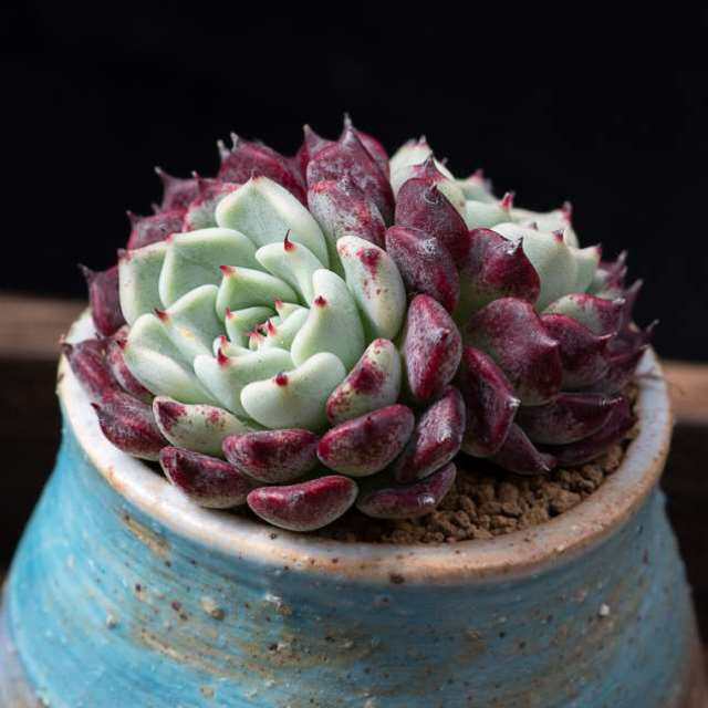 沙罗姬群生多头贵货高档多肉植物盆栽组合好养萌肉肉绿植花卉