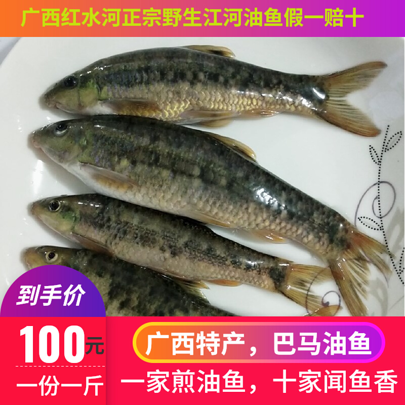 油鱼广西特产巴马油鱼 野生红水河鱼 穗唇鲃鱼小溪鱼新鲜鲜活现杀