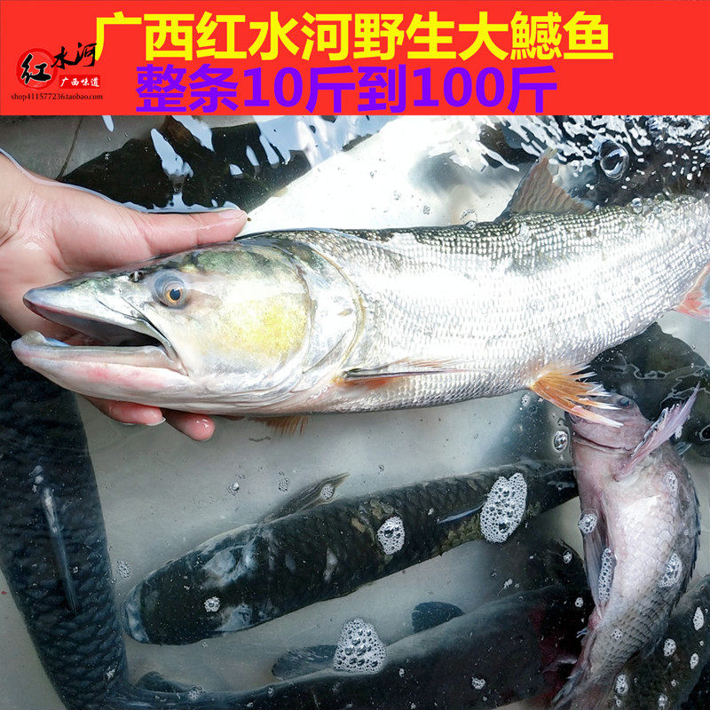 大鳡鱼新鲜黄钻鱼鲜活黄颊鱼竿鱼水老虎大口鳡鳏广西红水河淡水鱼