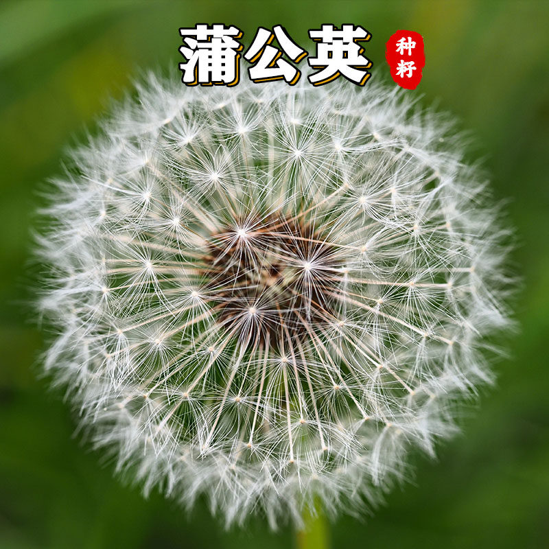 【花友】野生蒲公英种子种籽四季婆婆丁春秋冬季野菜种孑药盆栽蔬