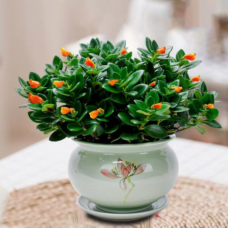 金鱼花豆瓣绿吊兰 室内外办公室聚财好养花卉 耐寒耐热开花易成活